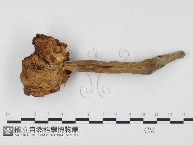 登錄號:F0024497藏品圖，第3張