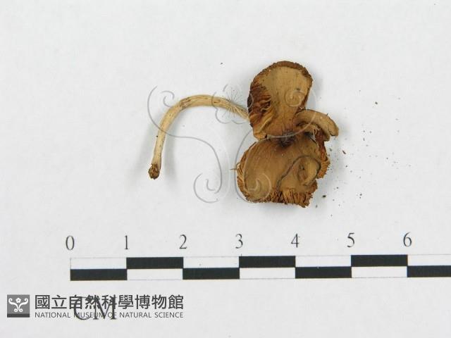 登錄號:F0014497藏品圖，第3張