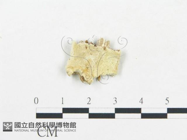 登錄號:F0017497藏品圖，第1張