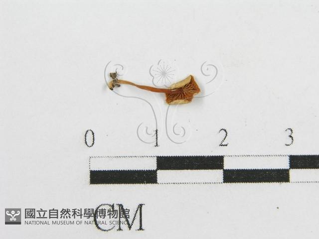 微皮傘屬藏品圖，第3張