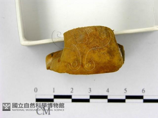 登錄號:F0009497藏品圖，第3張