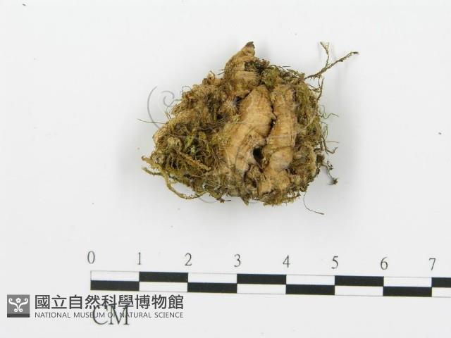 煙管菌藏品圖，第1張