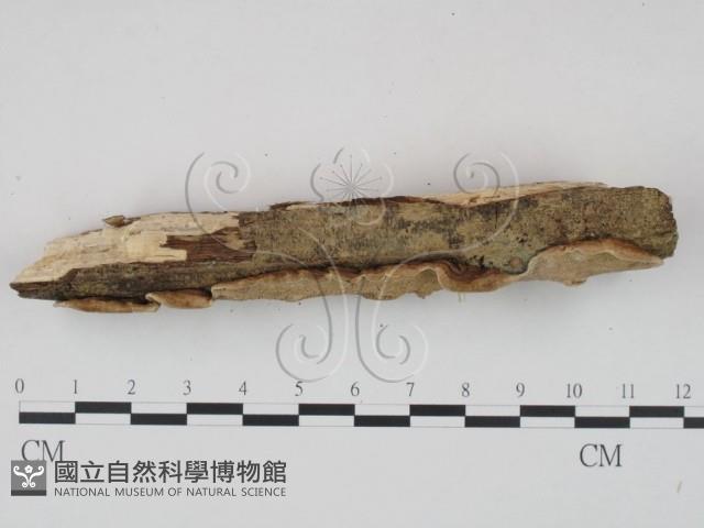 登錄號:F0020797藏品圖，第3張