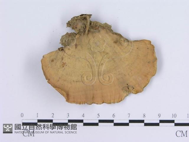 蠔韌革菌藏品圖，第3張