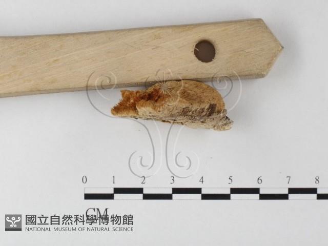 登錄號:F0006797藏品圖，第3張
