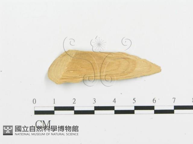 登錄號:F0016797藏品圖，第3張