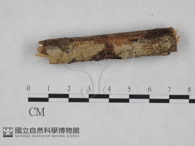 登錄號:F0021797藏品圖，第3張