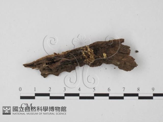 登錄號:F0001797藏品圖，第3張