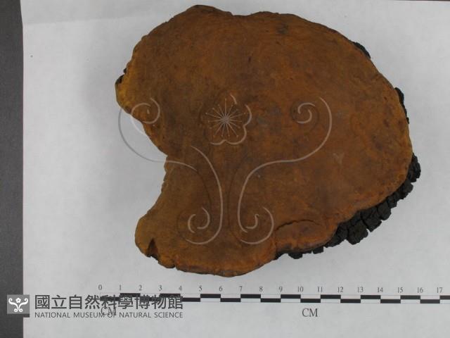 桑黃藏品圖，第3張