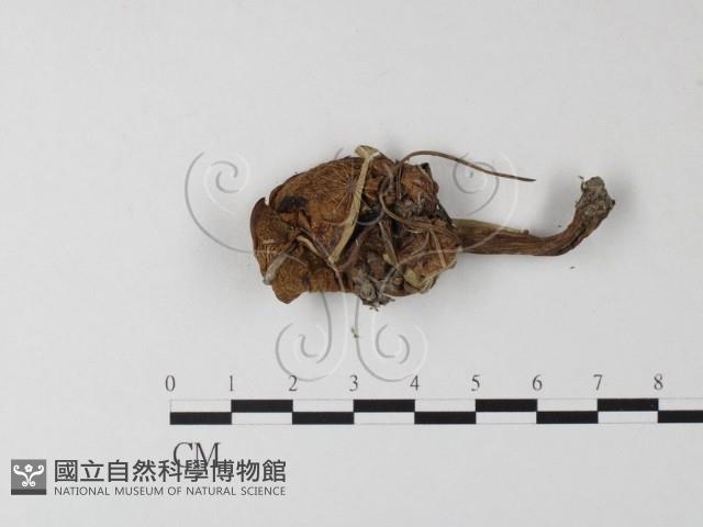 登錄號:F0004797藏品圖，第3張