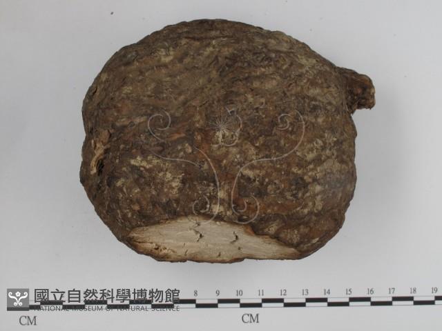 登錄號:F0012797藏品圖，第3張
