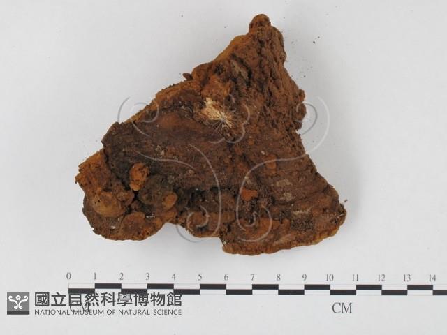 登錄號:F0025797藏品圖，第3張