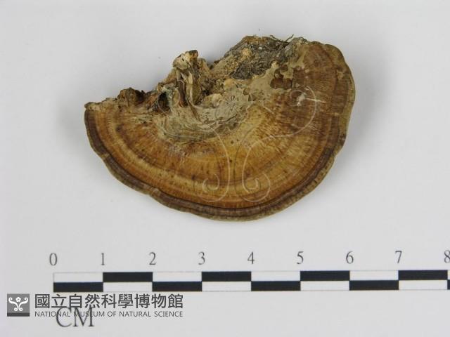 登錄號:F0019797藏品圖，第1張