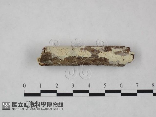 冇骨消絲齒菌藏品圖，第3張