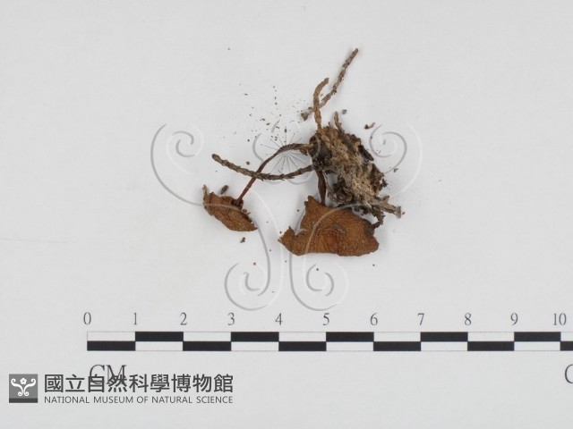 小菇屬藏品圖，第3張