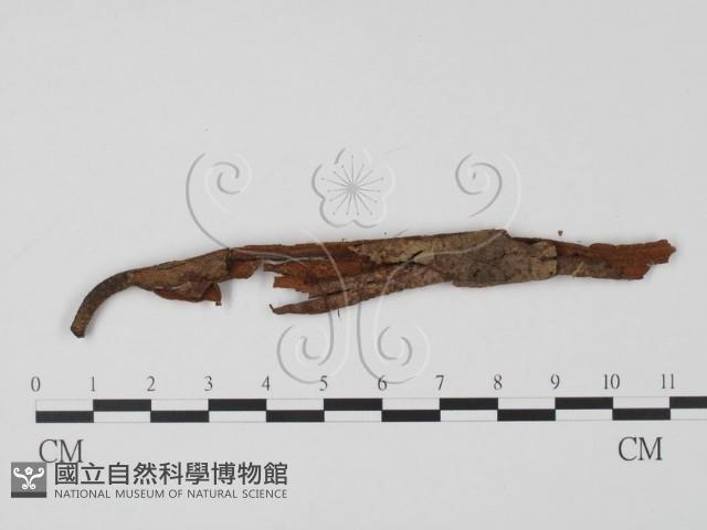 登錄號:F0013797藏品圖，第3張
