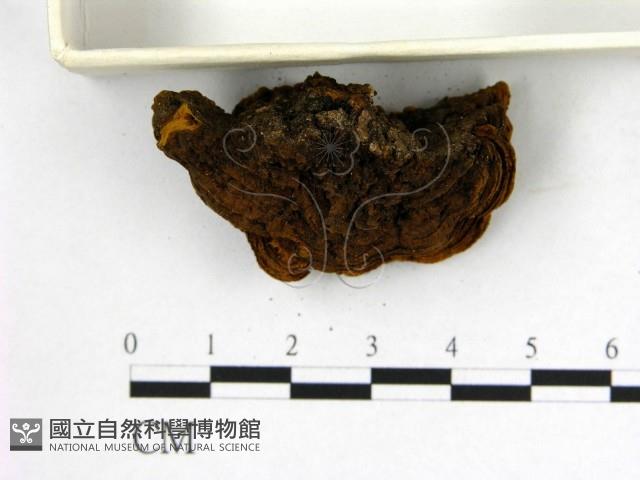 登錄號:F0010597藏品圖，第3張