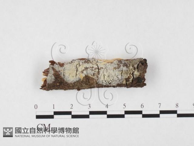 登錄號:F0026597藏品圖，第3張