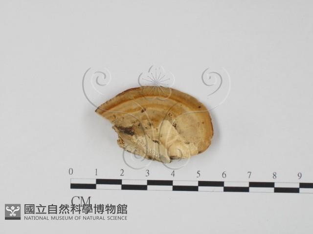 偏腫栓菌藏品圖，第3張
