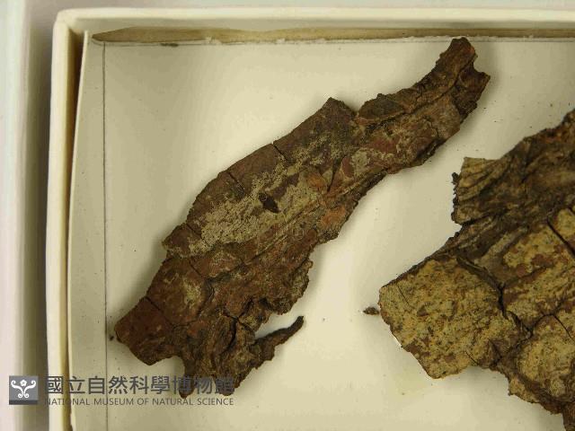 登錄號:F0021597藏品圖，第3張