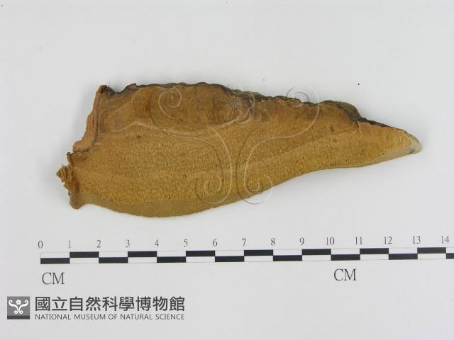 松生擬層孔菌藏品圖，第3張