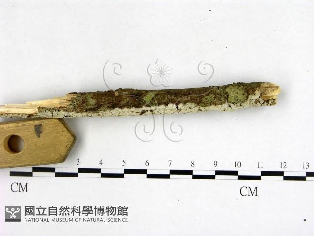 冇骨消絲齒菌藏品圖，第3張