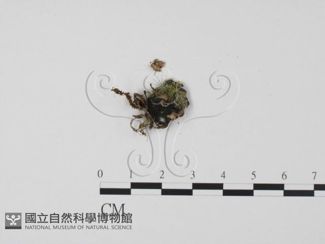 登錄號:F0002597藏品圖，第3張