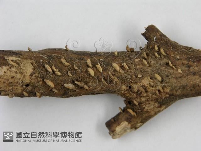 登錄號:F0012597藏品圖，第3張
