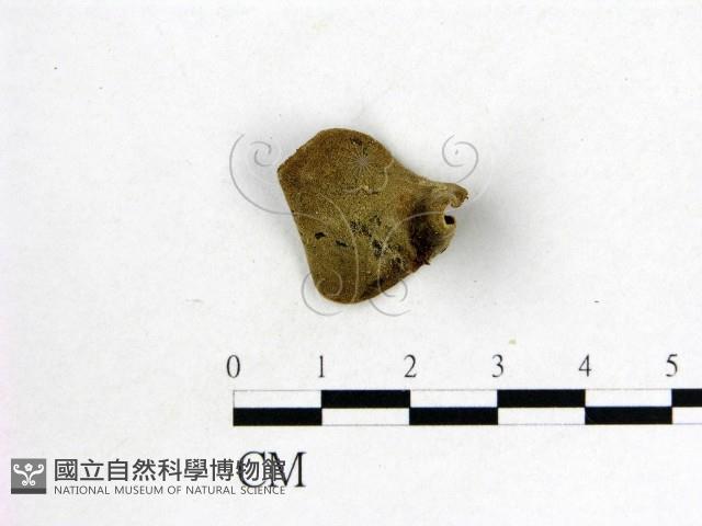 毛木耳藏品圖，第3張