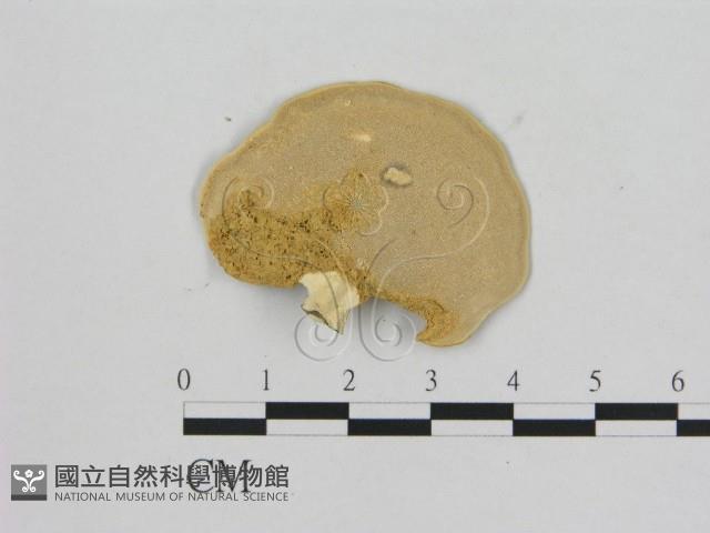相鄰小孔菌藏品圖，第3張