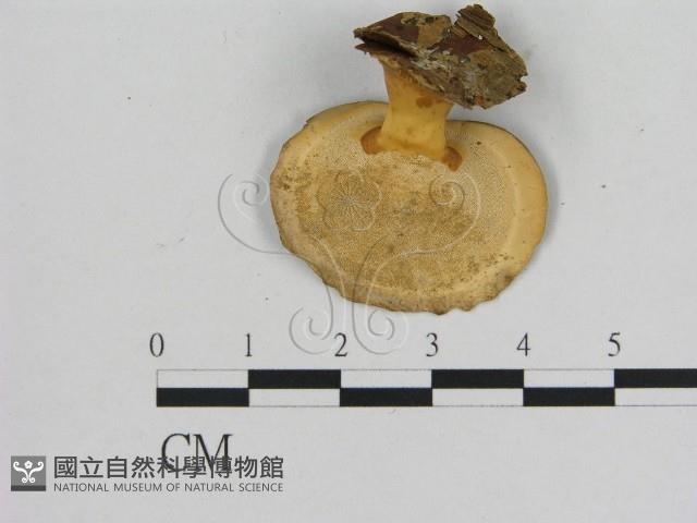 相鄰小孔菌藏品圖，第3張