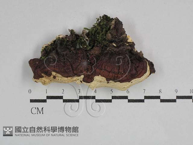 硬孔菌屬藏品圖，第3張