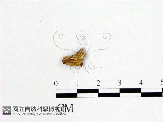 登錄號:F0019597藏品圖，第3張