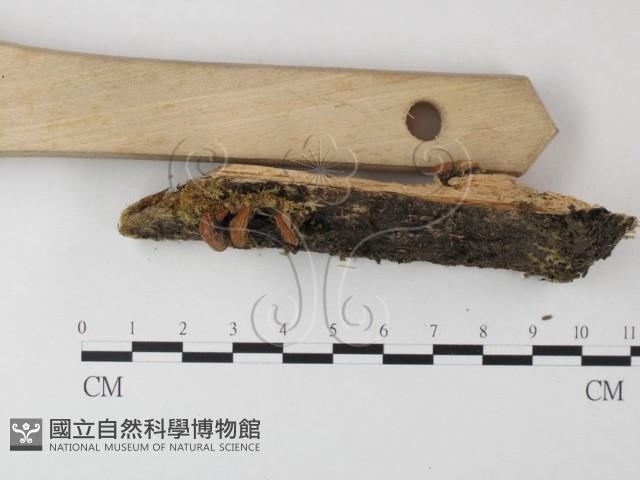 銳孔菌屬藏品圖，第3張