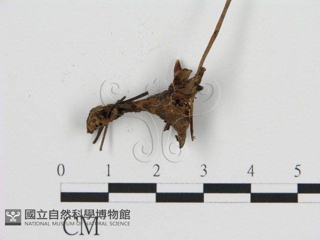 登錄號:F0013597藏品圖，第3張