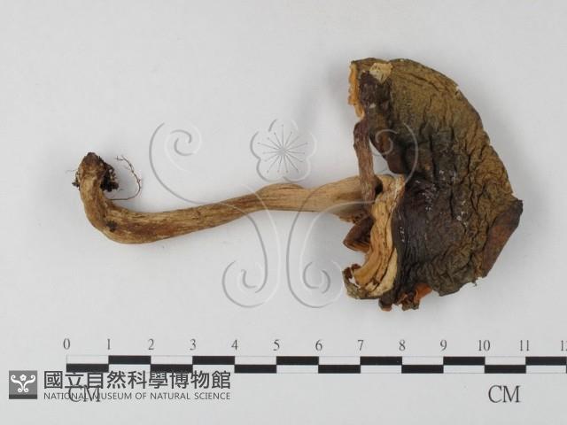 登錄號:F0020197藏品圖，第3張