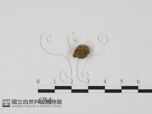 登錄號:F0000197藏品圖，第3張