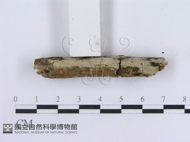 登錄號:F0010197藏品圖，第3張