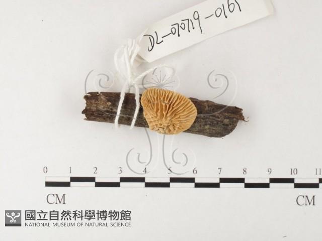 登錄號:F0026197藏品圖，第1張