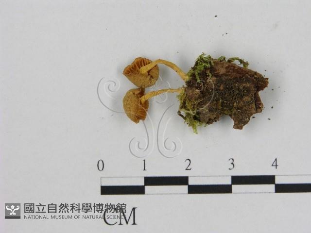 小菇屬藏品圖，第3張