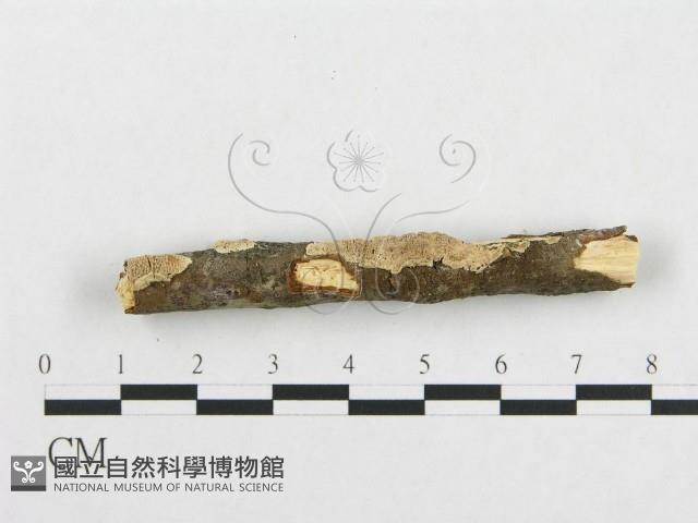 登錄號:F0001197藏品圖，第3張