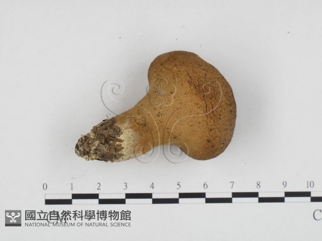登錄號:F0024197藏品圖，第3張