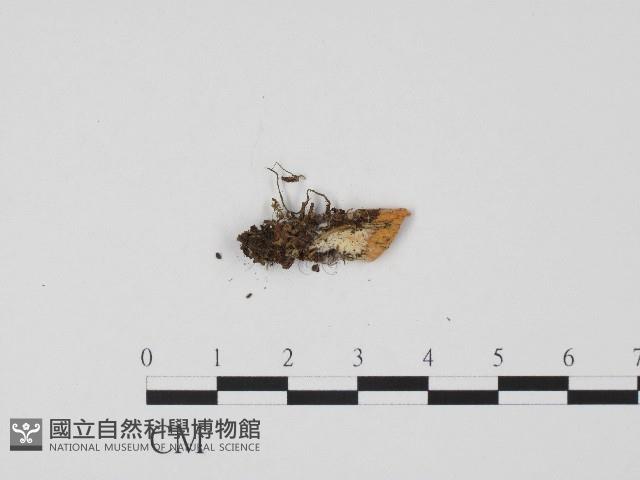 登錄號:F0017197藏品圖，第3張