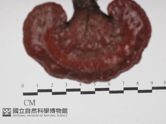 登錄號:F0025197藏品圖，第3張