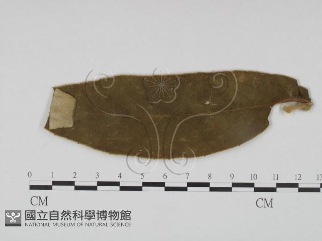 登錄號:F0019197藏品圖，第3張