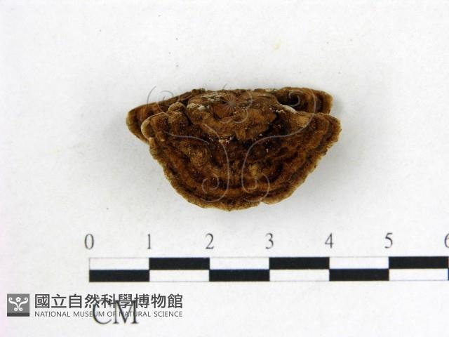 登錄號:F0013197藏品圖，第3張