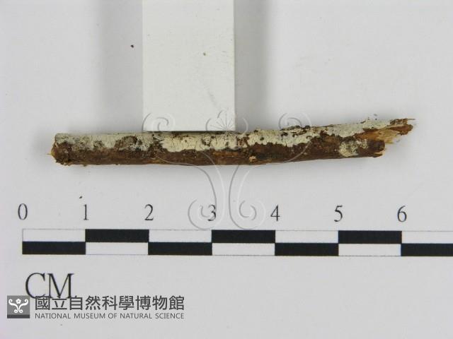 登錄號:F0000097藏品圖，第3張