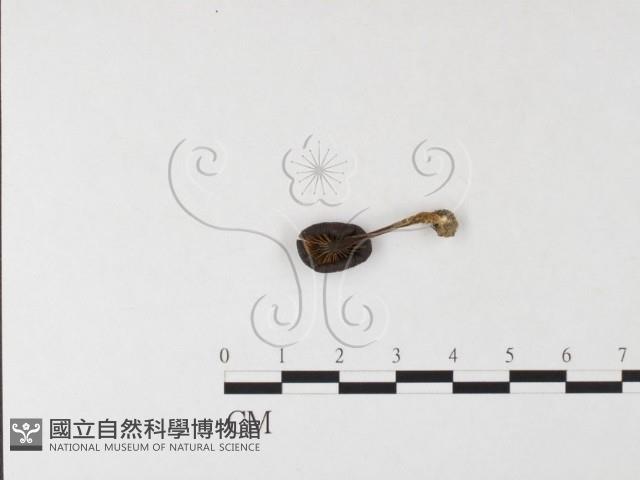 粉褶菌屬藏品圖，第3張