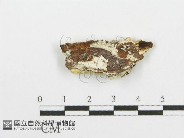登錄號:F0006097藏品圖，第3張