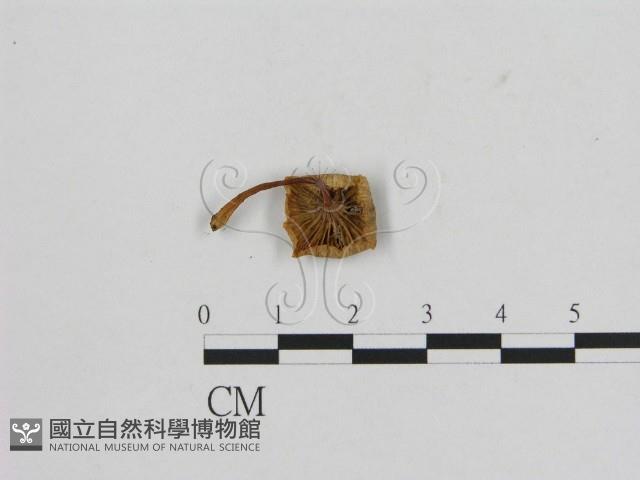 登錄號:F0016097藏品圖，第3張